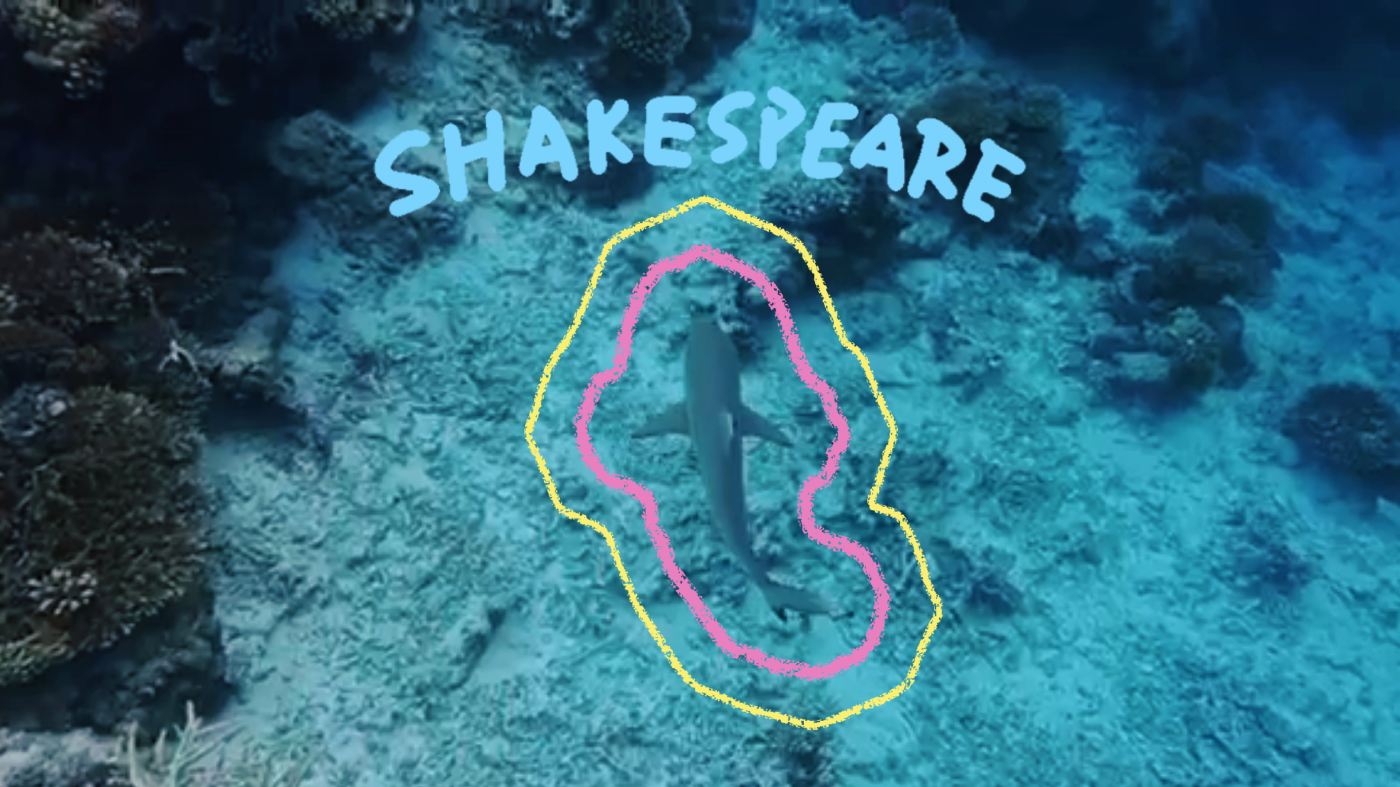 A black-tip reef shark named Shakespeare glides over a coral reef in the Maldives
